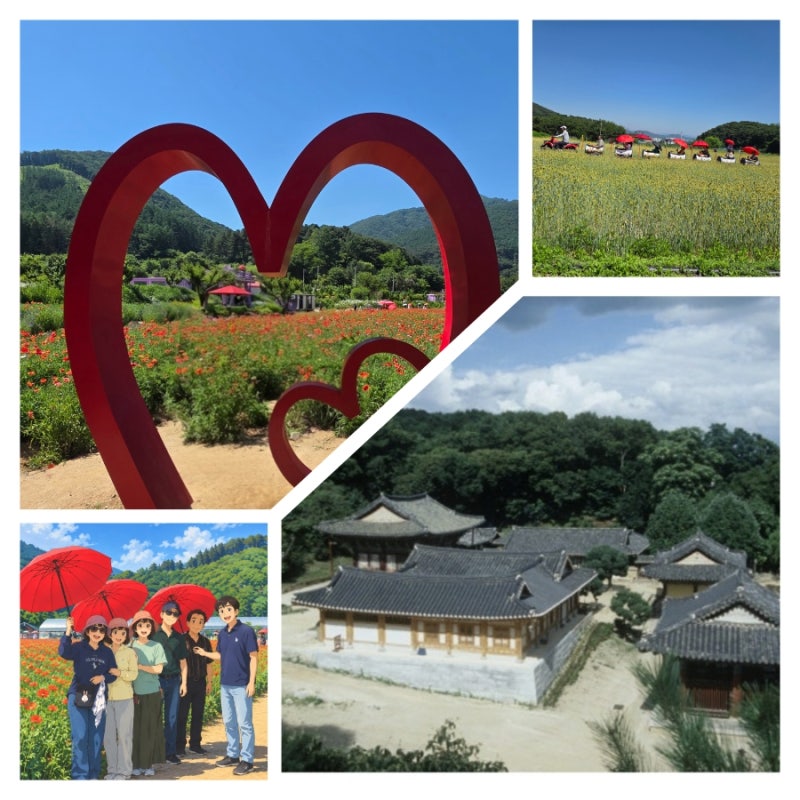 원주 동문 모임 다녀온 날 2｜용수골 꽃양귀비마을·가을꽃축제 이제 곧 시작, 여주 신륵사까....