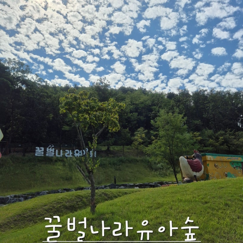 칠곡 아이와 가볼만한곳 꿀벌나라 유아숲체험원｜가을 숲놀이터 추천