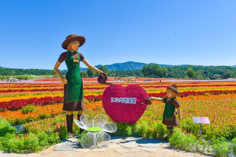철원 고석정 꽃밭 꽃축제 개화 상황과 주차 정보
