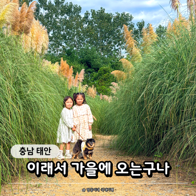"10월에 꼭 다시 가자!" 핑크뮬리는 아직, 팜파스는 풍성했던 태안 청산수목원