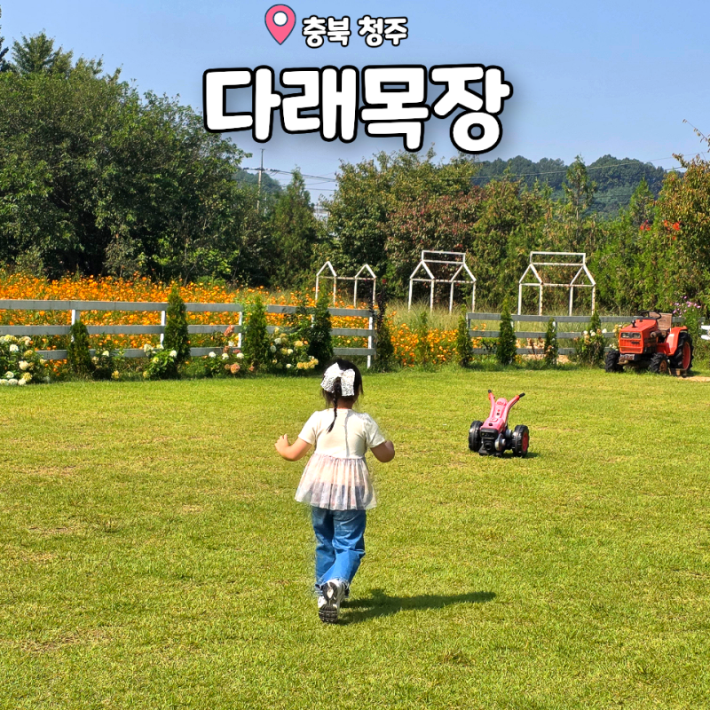 청주 다래목장 황화코스모스 아이와 소 먹이주기부터 카페까지
