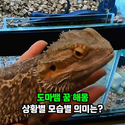 도마뱀 꿈 해몽 상황별 모습별 의미는?