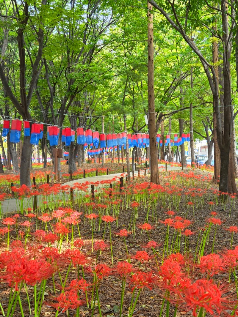 경남 김해 추석 연휴 가볼만한 곳 활천 꽃무릇 숲길 실시간 개화 ft. 축제 주차