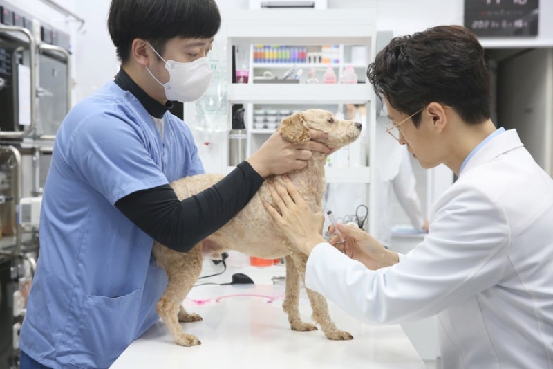 강아지 갑상선기능저하증 증상은? 의심되면 진료를 받아야 합니다