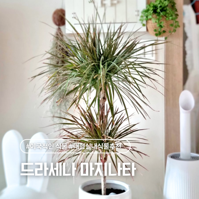 대형 관엽식물 마지나타 키우기와 거실 플랜테리어