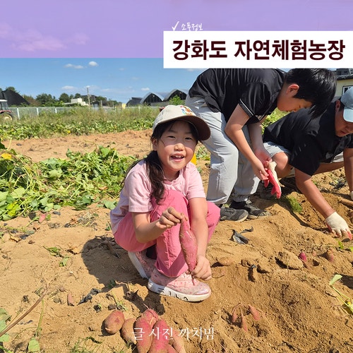 강화도 자연체험농장 고구마캐기 체험, 추석 연휴 아이와 가볼만한곳