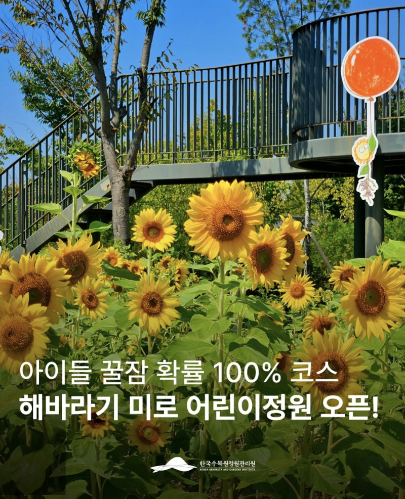 해바라기 미로 어린이정원 오픈. 국립세종수목원 가을 가족 여행 코스