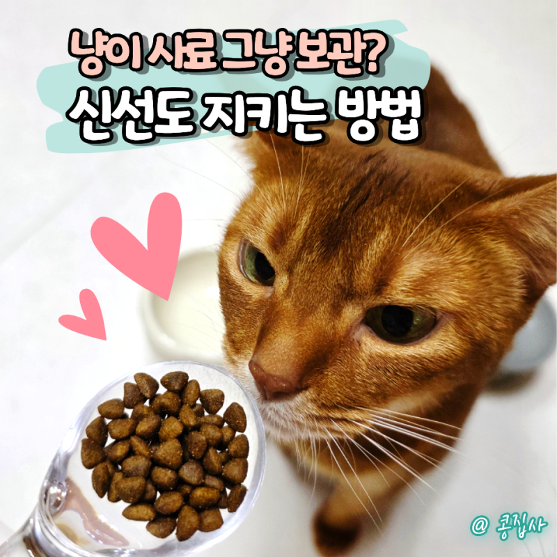 고양이 사료 신선하게 보관하는 법, 소분 봉투부터 진공 사료통까지