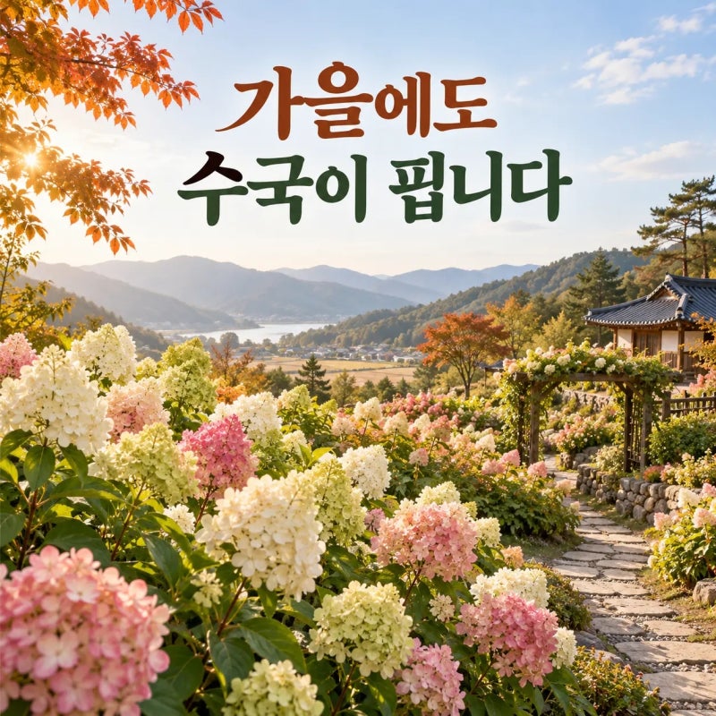 안성 수국축제 지금 간다면, 용설리 가을 수국과 무료 개방부터 확인하세요