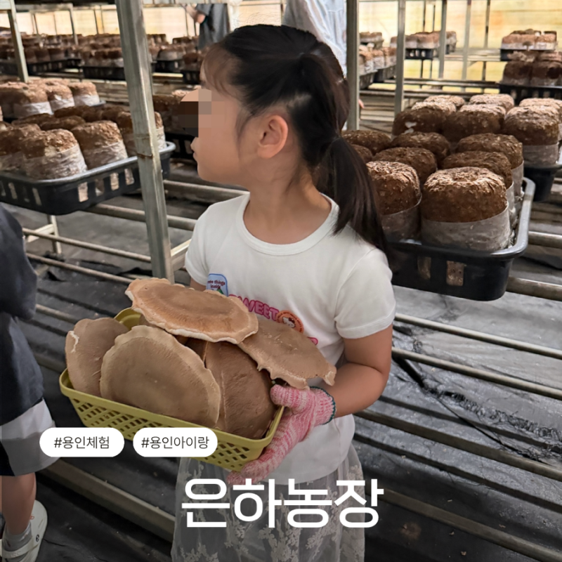 용인 아이와 가볼만한곳 동탄 근교 은하농장 표고버섯 이색 체험 후기