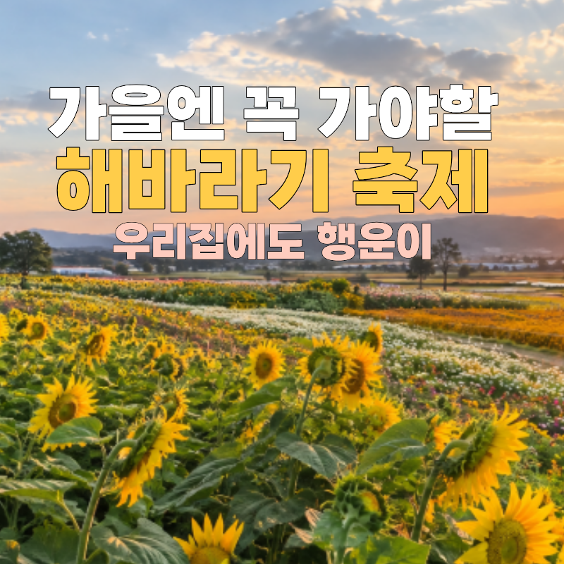 2026 고창 학원농장 해바라기 메밀꽃 개화시기｜9월 19일~10월 18일 가을꽃 여행 주차 정보