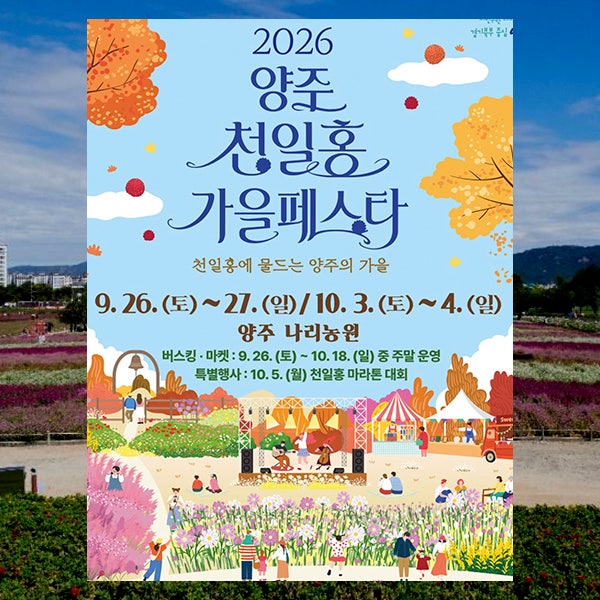 꽃밭 안에서 공연을 보는 축제, 양주 천일홍 가을 페스타 가이드