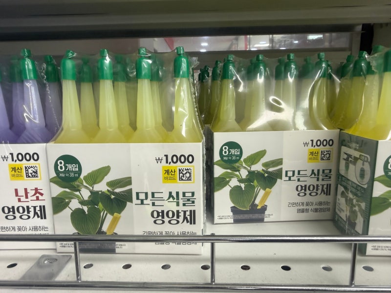 천원에 15개 들었네 다이소 추천템 식물영양제 앰플