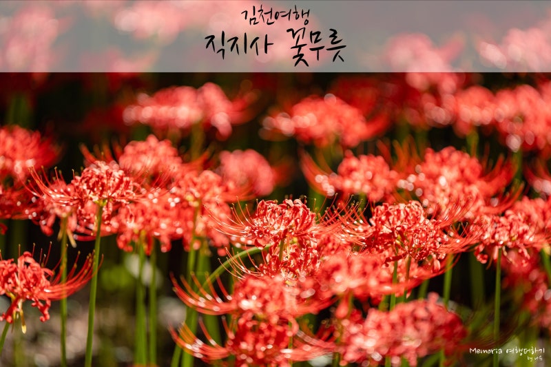 김천여행 :: 김천 직지사 꽃무릇 개화상황