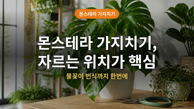 몬스테라 가지치기 방법 (+번식, 물꽂이, 자르는 위치)