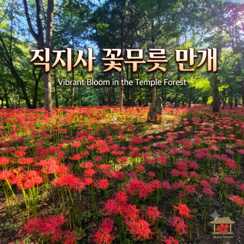 [9월 21일 실시간] 김천 직지사 상사화(꽃무릇) 만개 절정! 야간 데이트 & 주차 꿀팁