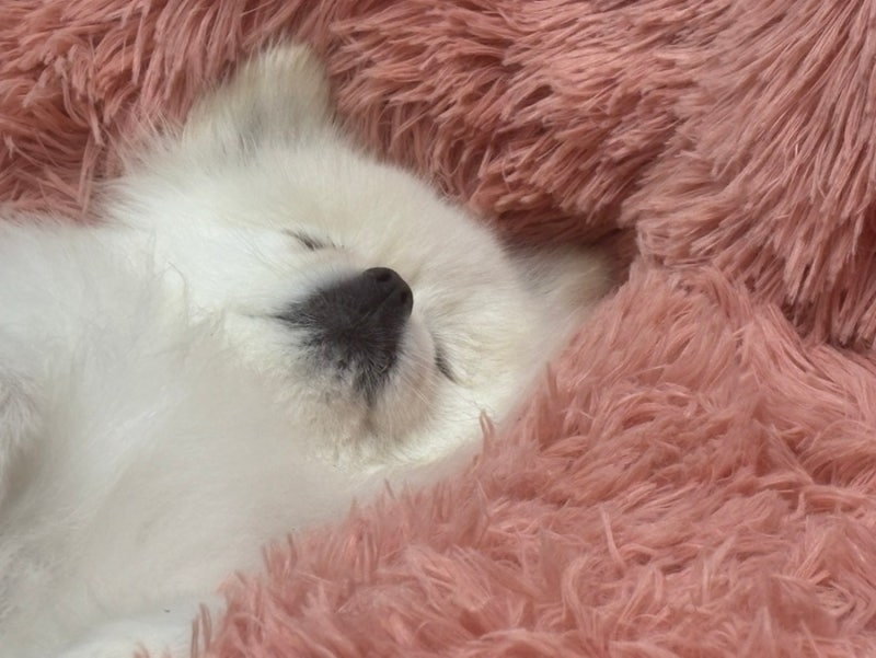멍멍집사 COZY 코지 마약방석 강아지쿠션은 이게 최고