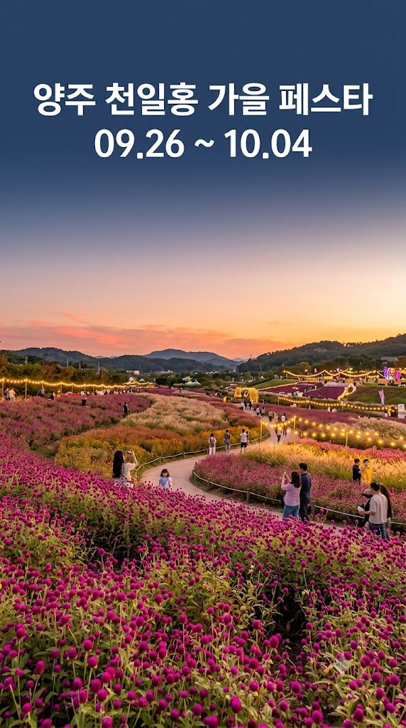 양주 천일홍 가을 페스타 2026 나리농원 개화 일정과 주차 관람 꿀팁 총정리