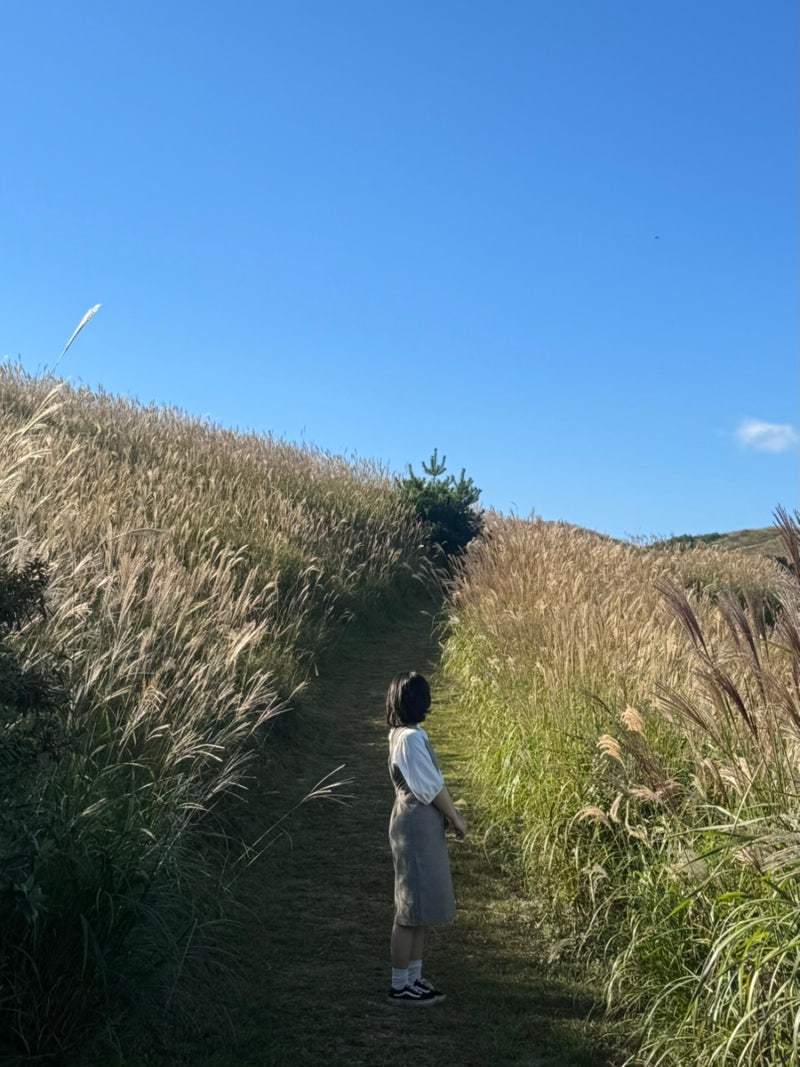 [9월여행] 경남 꽃구경 가볼만한곳/합천황매산억새축제/의령기강리치꽃축제/실시간개화상황