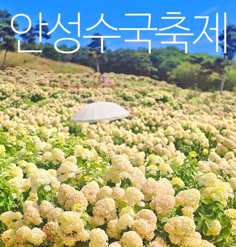 경기도 수국명소 안성 용설 무료 유럽 수국 축제 가을 가볼만한곳