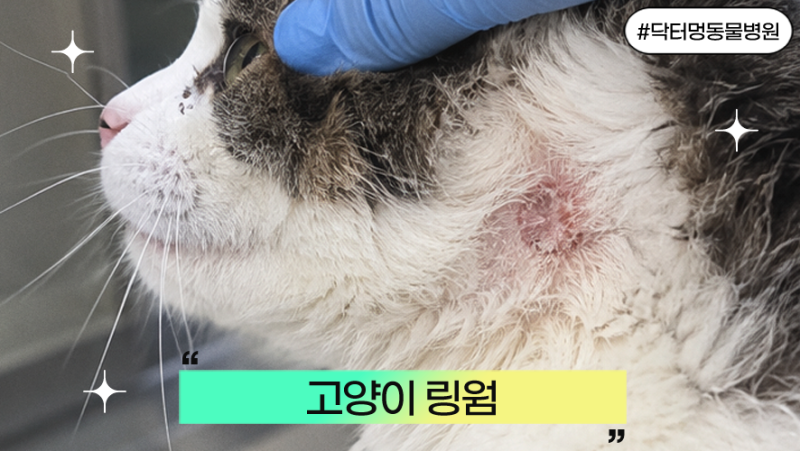 고양이 원형탈모, 혹시 고양이 링웜?! (고양이 땜빵)