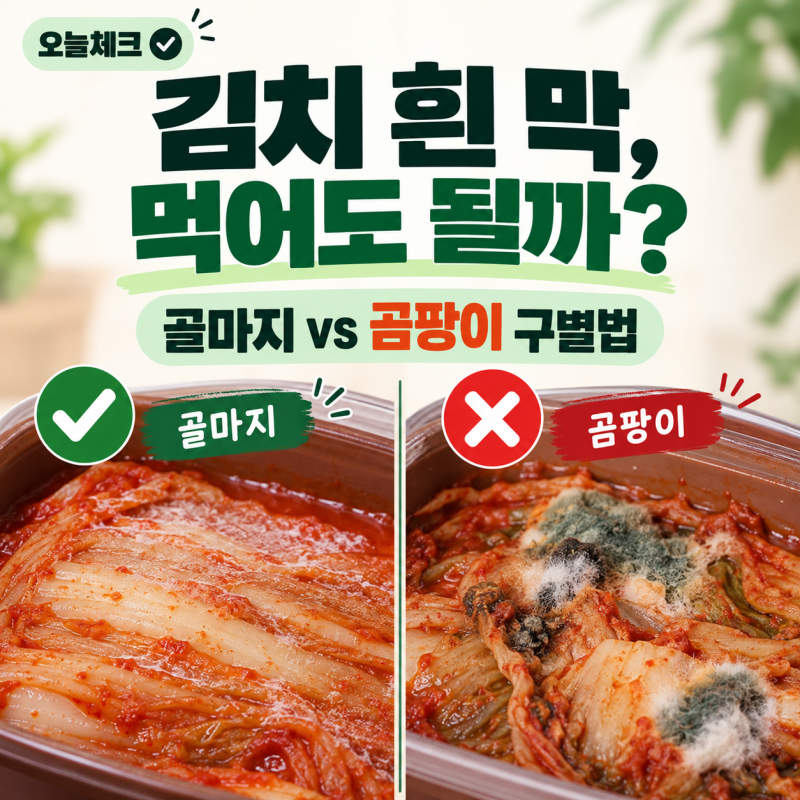 김치 흰 막 먹어도 될까? 골마지와 버려야 할 곰팡이 구별법