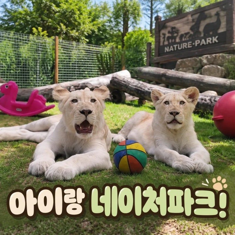 佳昌親子同遊好去處：自然公園的白獅子