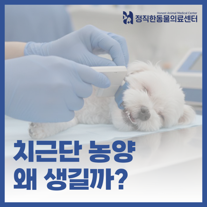 강아지 치근단 농양, 눈 밑 붓기와 터짐의 진짜 원인｜발치가 필요한 이유와 수술 과정 - 수....