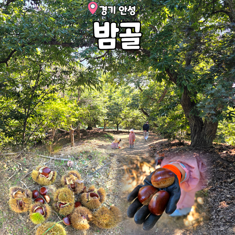 안성 밤줍기 아이랑 가볼만한곳 밤골 가성비 가을 체험