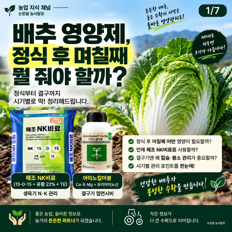 배추 비료 주는 시기 정식 후 15일·30일·45일 김장배추 영양제 관리법