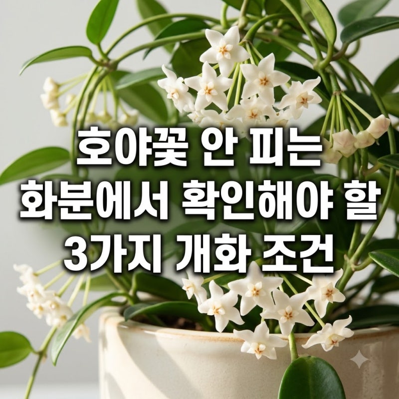 호야꽃 안 피는 화분에서 확인해야 할 3가지 개화 조건