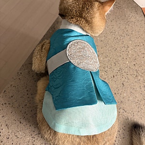 다이소 고양이 한복 사이즈 당황 실패 후기 사이즈 꼭 체크하세요