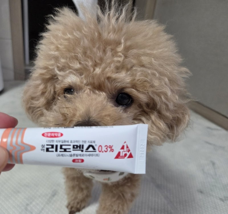 강아지 알러지에 리도맥스 연고 발라도 될까 부작용과 주의사항