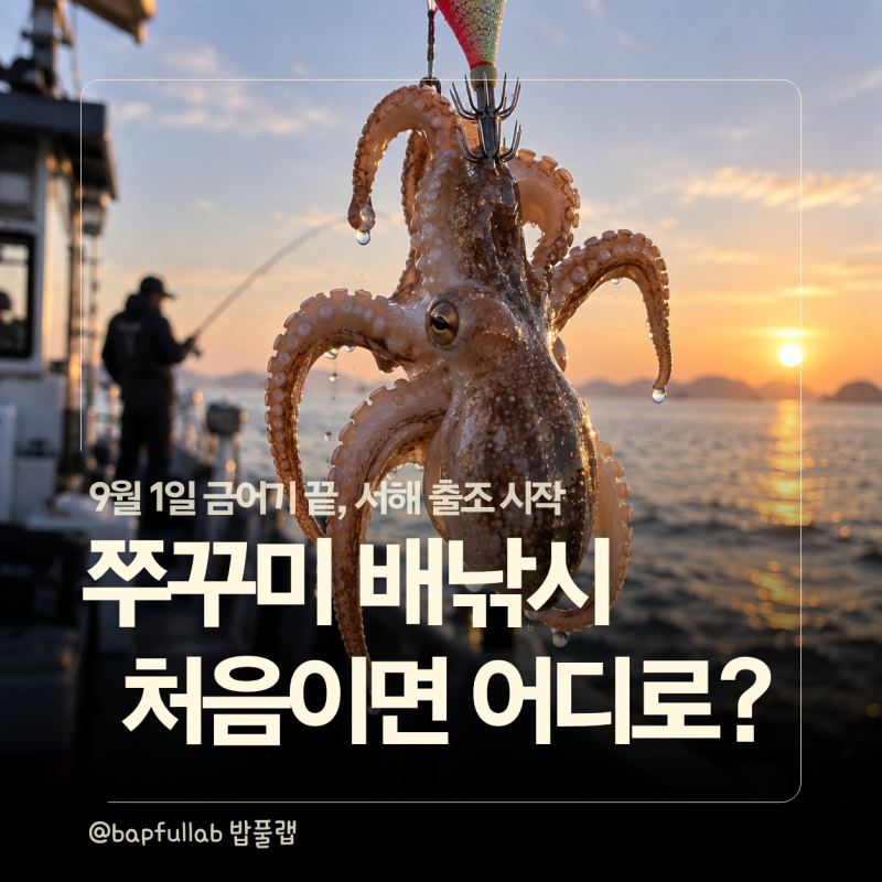 2026 쭈꾸미 낚시 시즌 시작｜금어기 해제, 인천·남당항·태안 초보 배낚시 비교