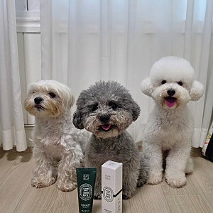 강아지 치약 유산균 포함된 페피릴리프 기호성도 좋아요