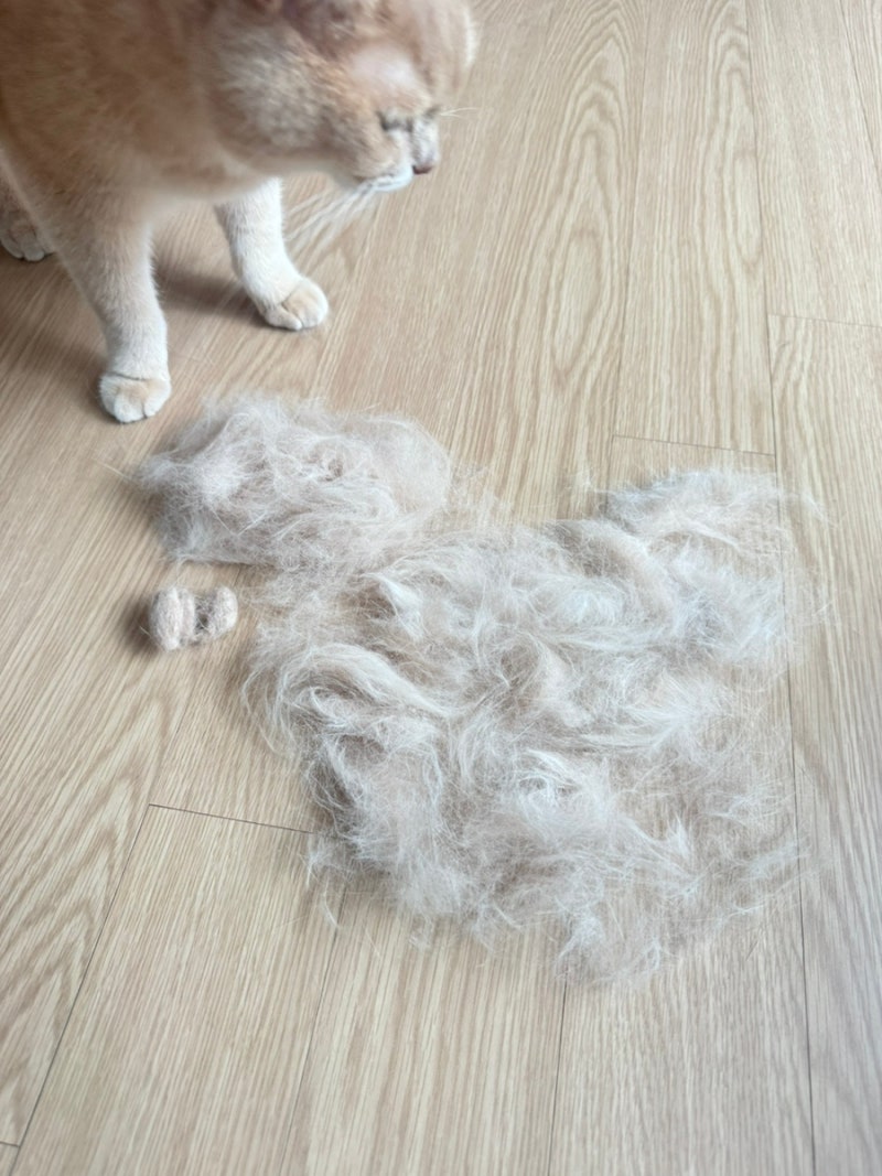 브리티쉬숏헤어 털빠짐 심할까? 매일 빗질해도 털공 만드는 현실