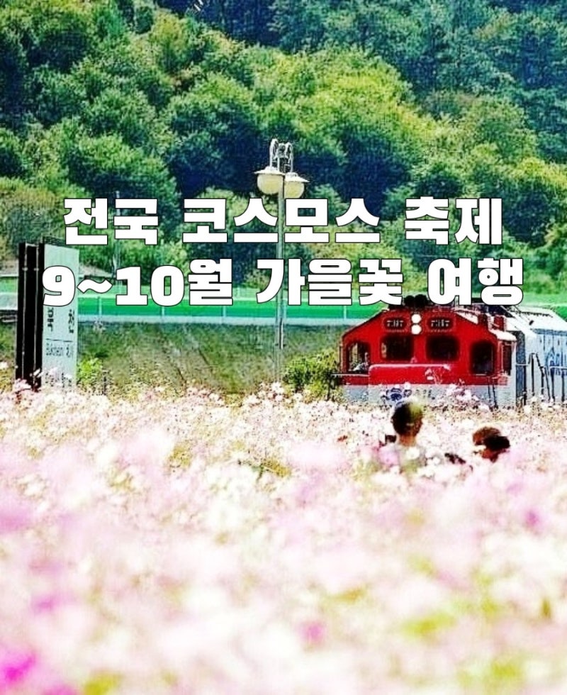 2026 전국 코스모스 축제·명소ㅣ9월 10월 가볼만한 곳 총정리
