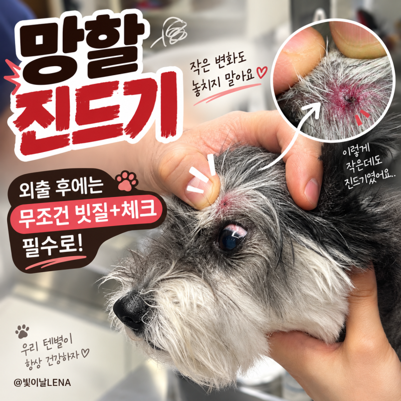 강아지 진드기 물렸을 때 대처법과 2주간의 경과 기록 feat.진드기 방지 옷 추천