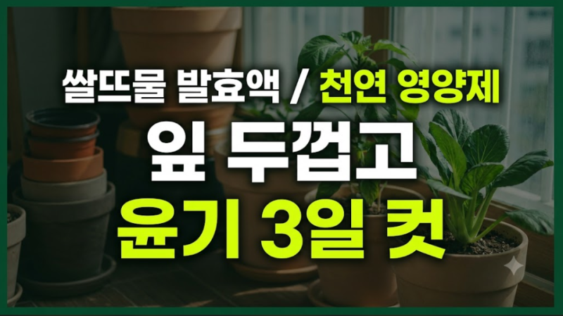쌀뜨물 발효액(EM) 제조와 활용: 엽면 시비로 잎을 두껍고 윤기 나게 만들기