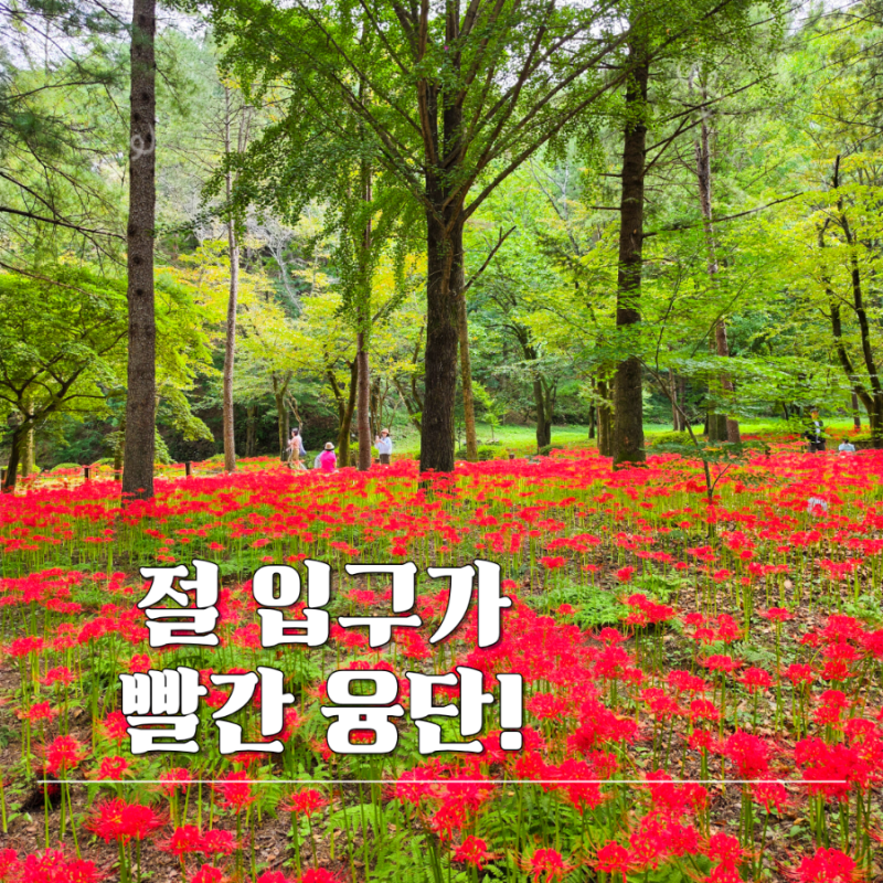 "절 입구가 빨간 융단?" 김천 직지사 꽃무릇 축제 실시간 야간개장 대구근교 여행