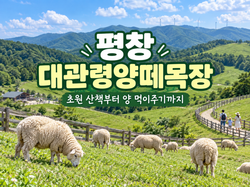 평창 대관령양떼목장, 초원 산책부터 양 먹이주기까지 즐기는 방법