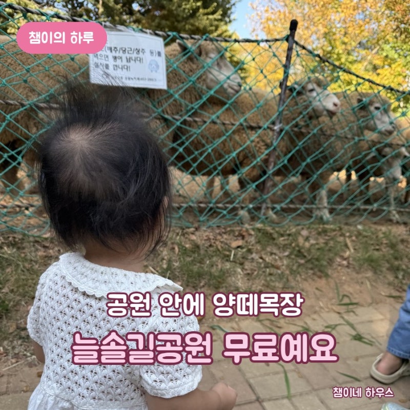 늘솔길공원 양떼목장 18개월 아기랑, 풀은 들어가면서 미리 뜯어 가세요
