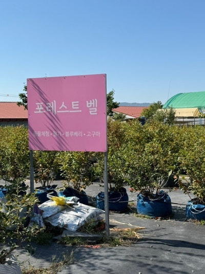 용인 아이와 가볼만한곳 포레스트벨 동물 먹이주기 고구마캐기 체험