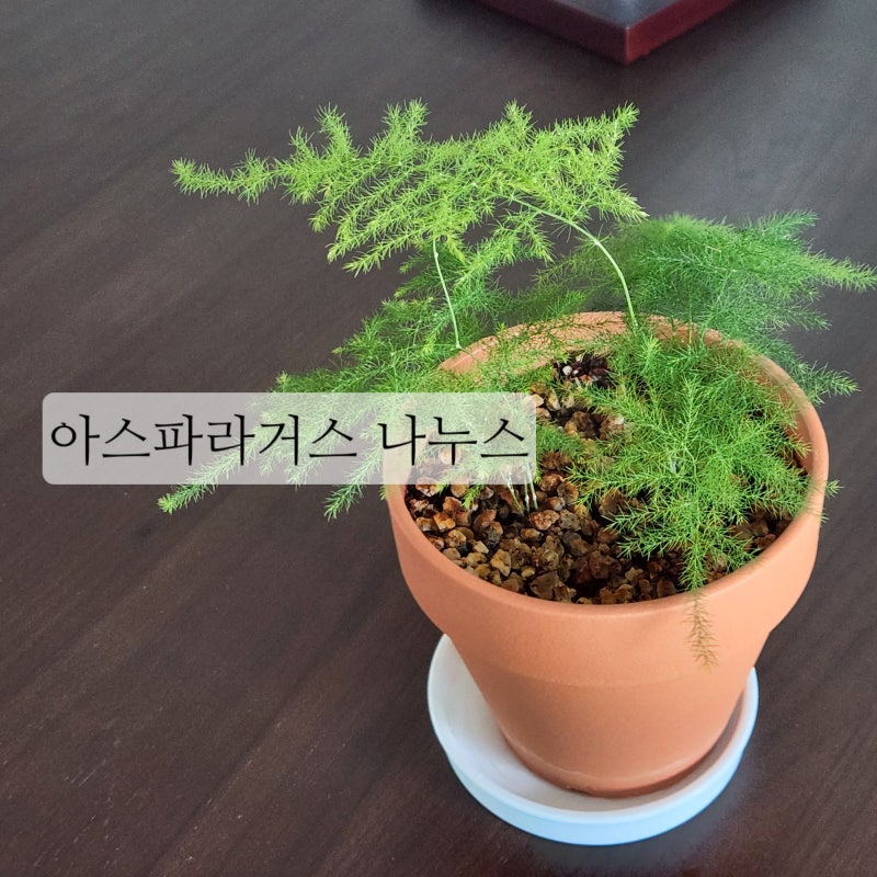 키우기 쉬운 식물 추천 아스파라거스 나누스