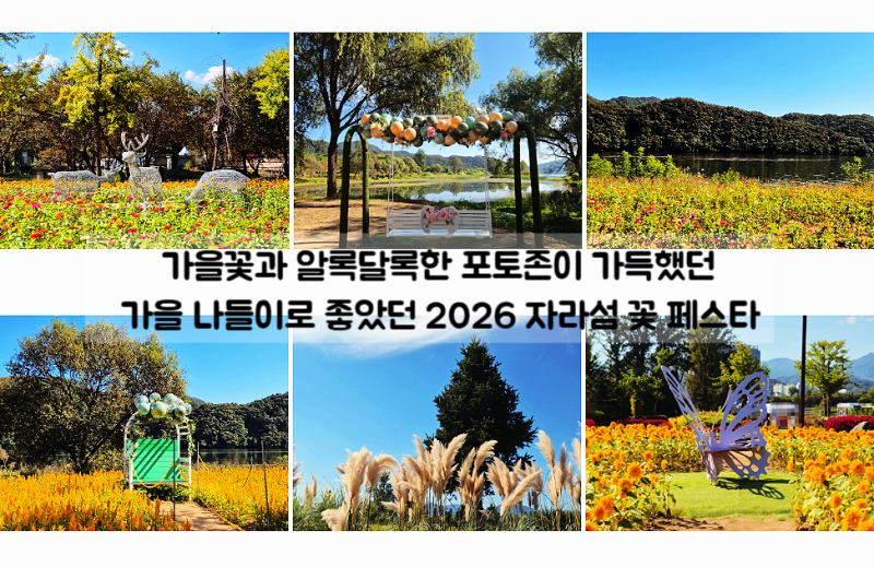 가평 가볼만한곳 2026 자라섬 꽃 페스타 가을 꽃축제 주차 입장료 후기
