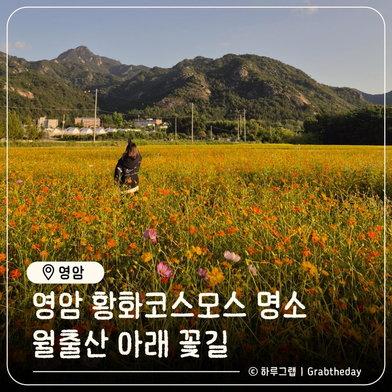 영암 황화코스모스 명소, 기찬랜드 초입에 주황빛 가을꽃밭 만개