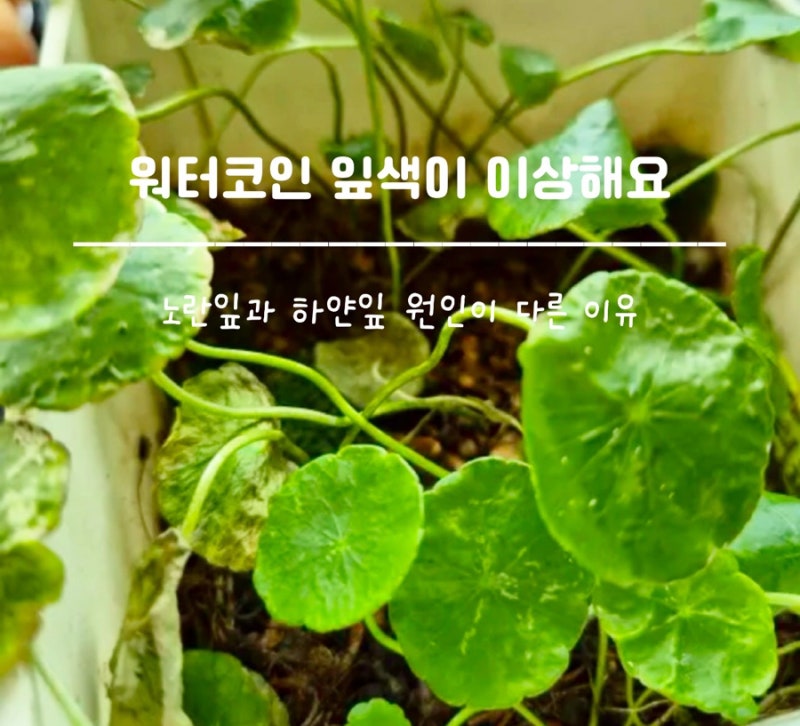 워터코인 잎색이 이상해요, 노란잎과 하얀잎 원인이 다른 이유