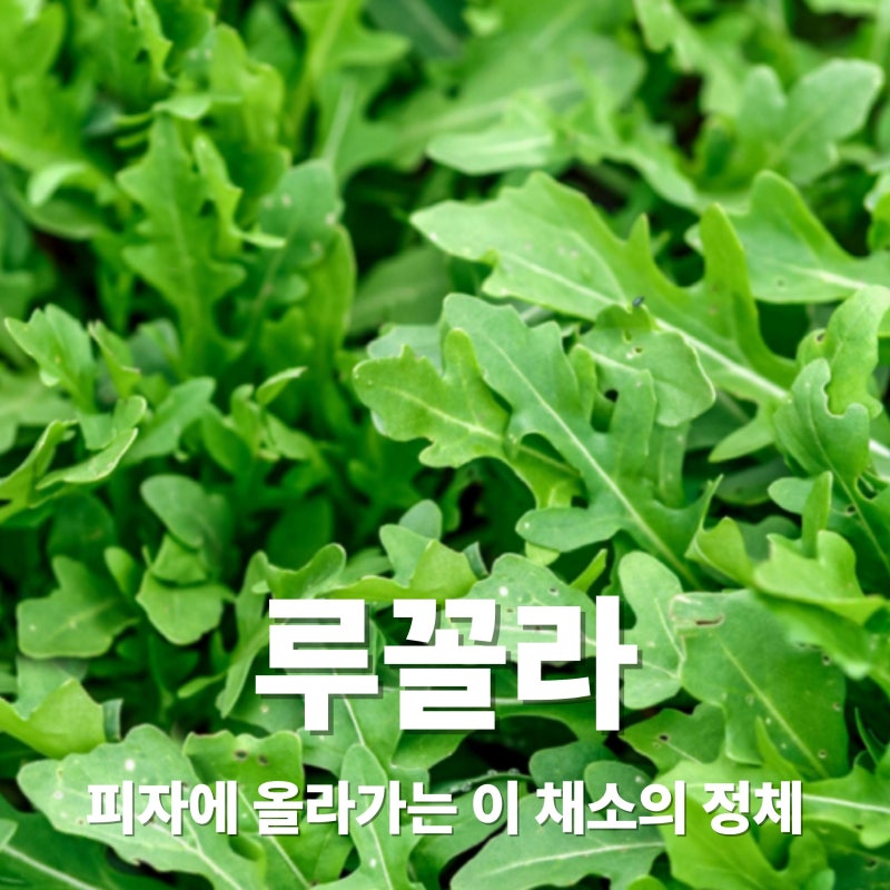 루꼴라 효능과 부작용, 먹는법부터 보관방법까지