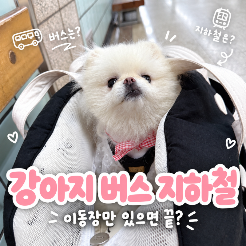 강아지 버스 지하철 대중교통 탑승 기준, 승차 거부 1순위는?