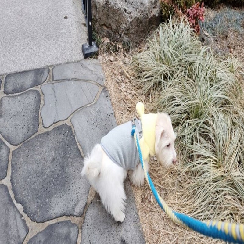 강아지 슬개골 탈구, 왜 발생할까? 원인과 증상은?